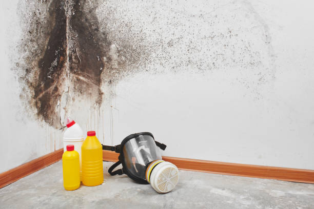 Best Mold Removal Near Me  in Mount Pleasant, TX